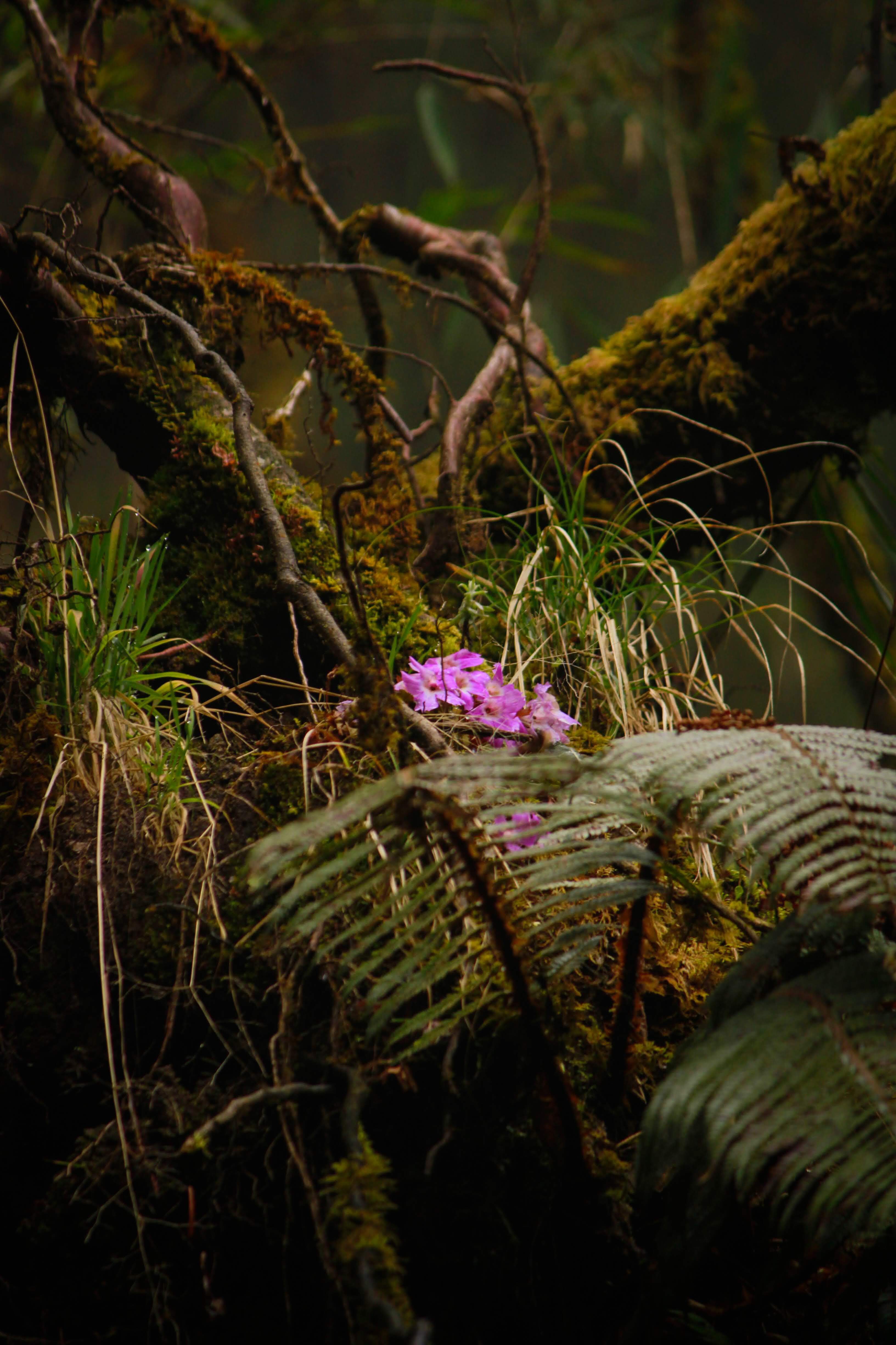 Rhododendron
