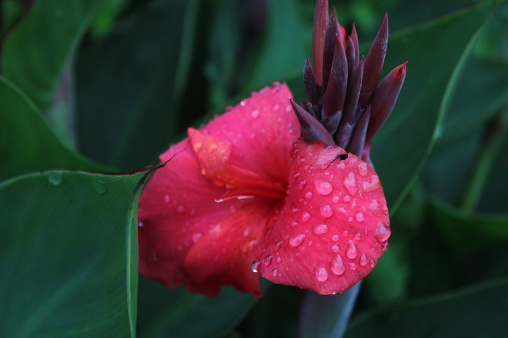 Canna Indica