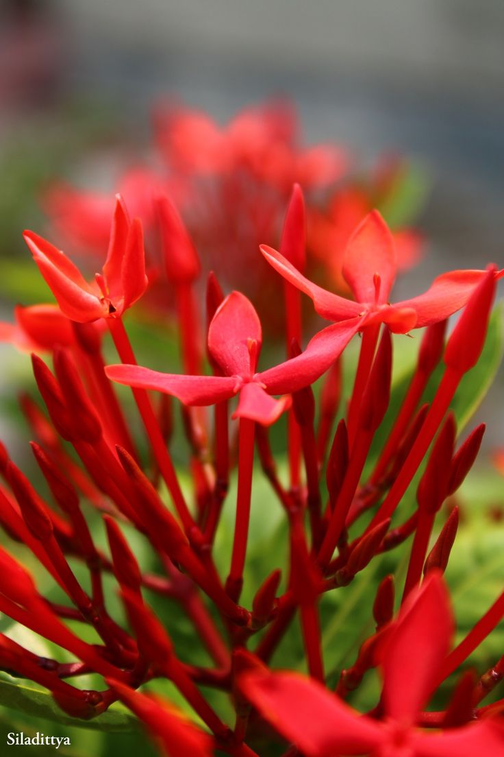 Geranium