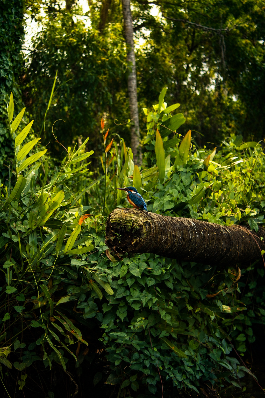 Kingfisher