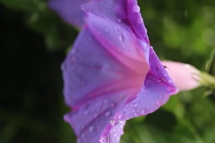 Morning Glory