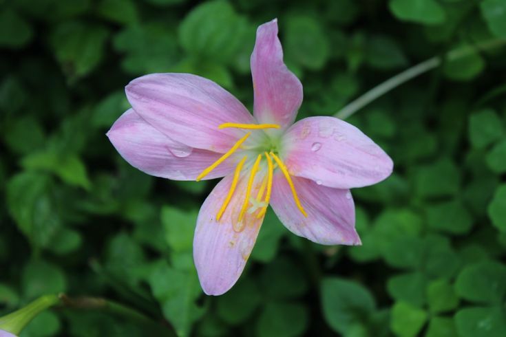 Pink Rain Lily