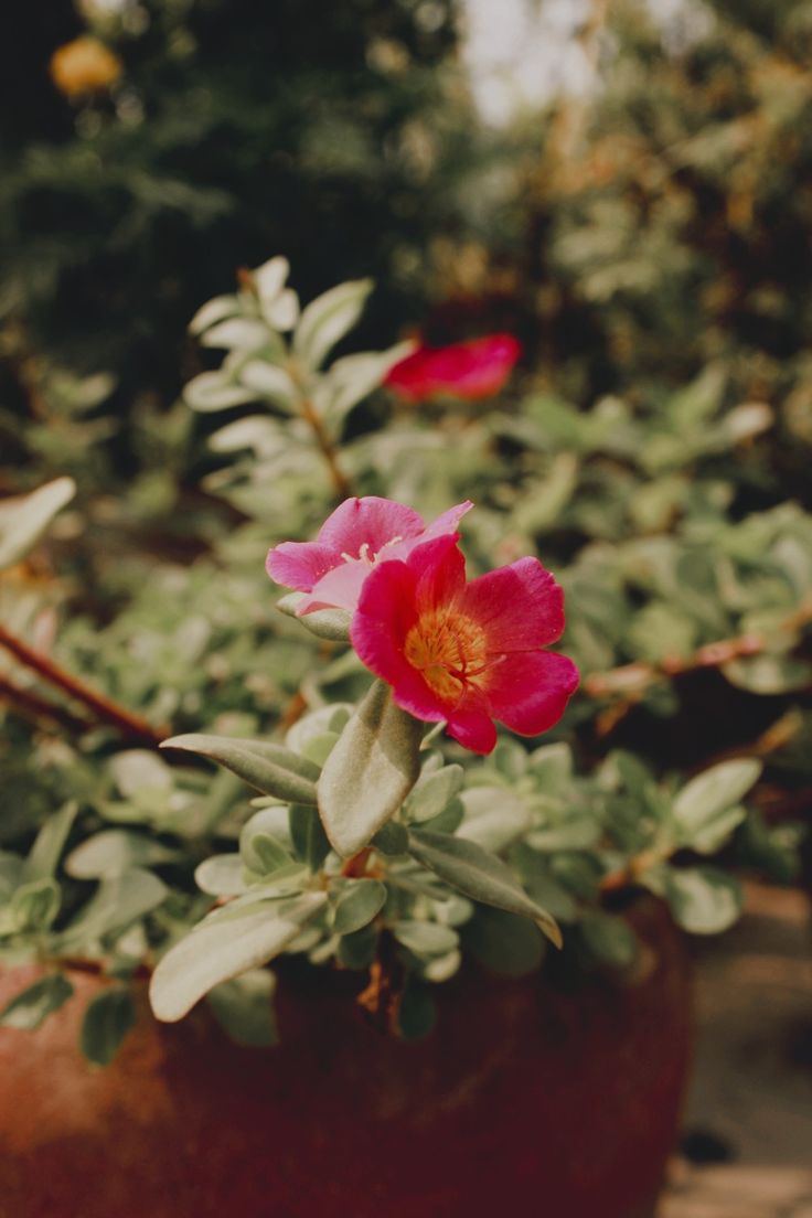 Portulaca